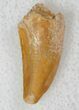 Light Colored Raptor Tooth From Morocco - #13424-1